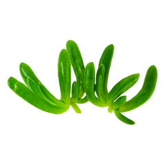 Close-up of Salty Fingers – crisp coastal greens grown in Long Island, NY for NYC chefs
